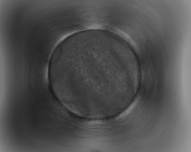 X0000094341174200711162004