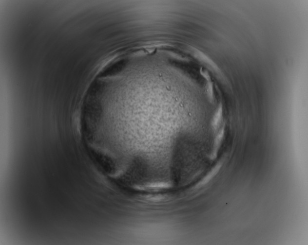 X0000094341177200711162004