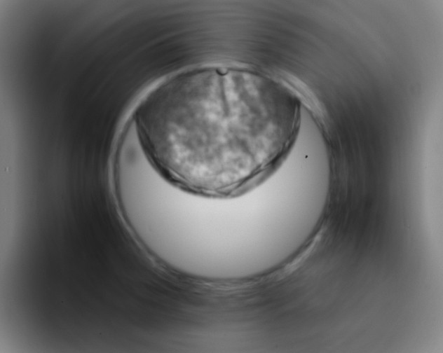 X0000094341188200711162004