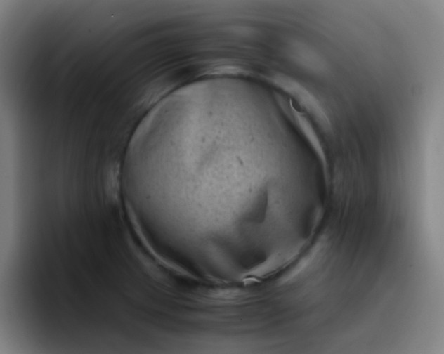 X0000094341233200711162003