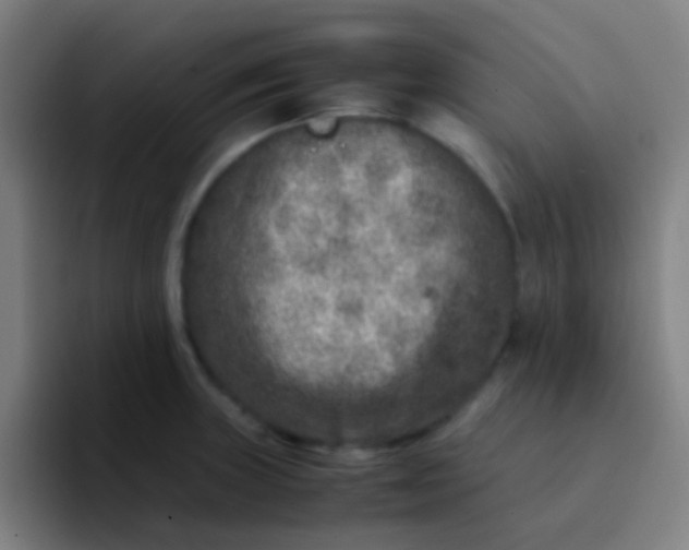 X0000094341235200711162003