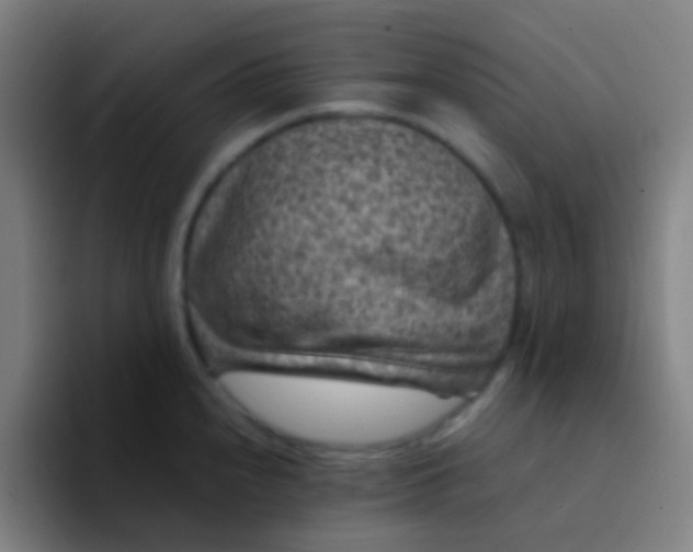 X0000094341240200711162003