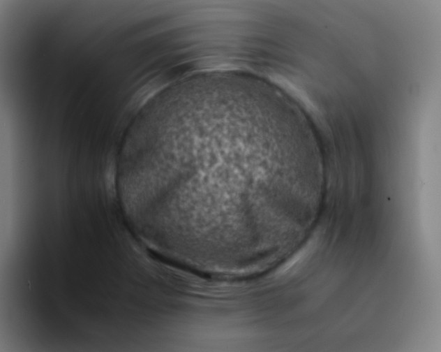 X0000094341273200711162002