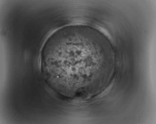 X0000094341275200711162002