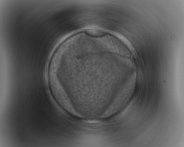 X0000094341295200711162002