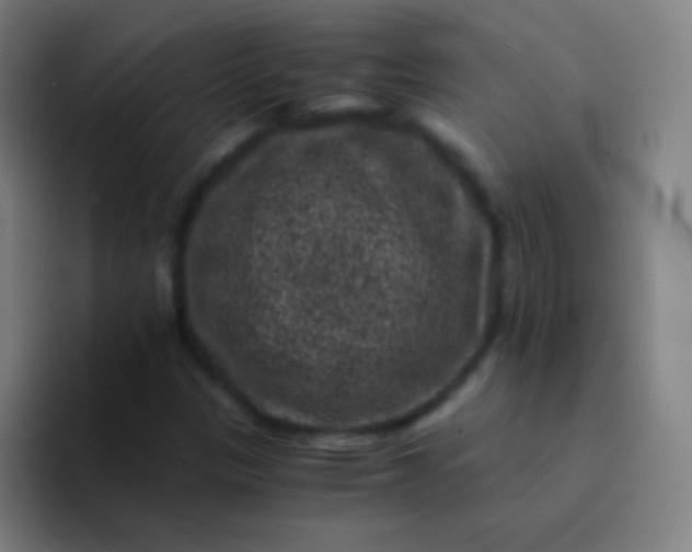 X0000094341305200711162002