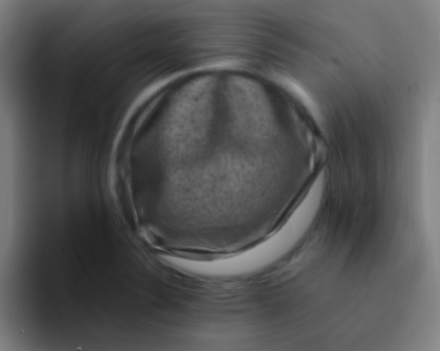 X0000094341324200711162002