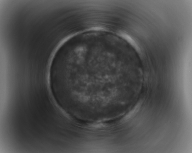 X0000094341331200711162002