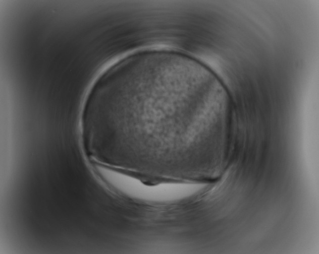 X0000094341335200711162002