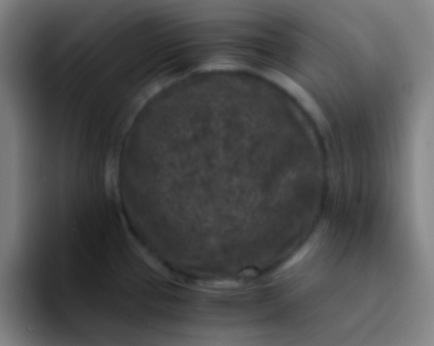 X0000094341337200711162002