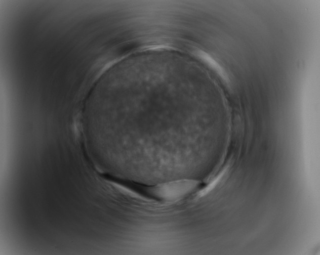 X0000094341361200711162001