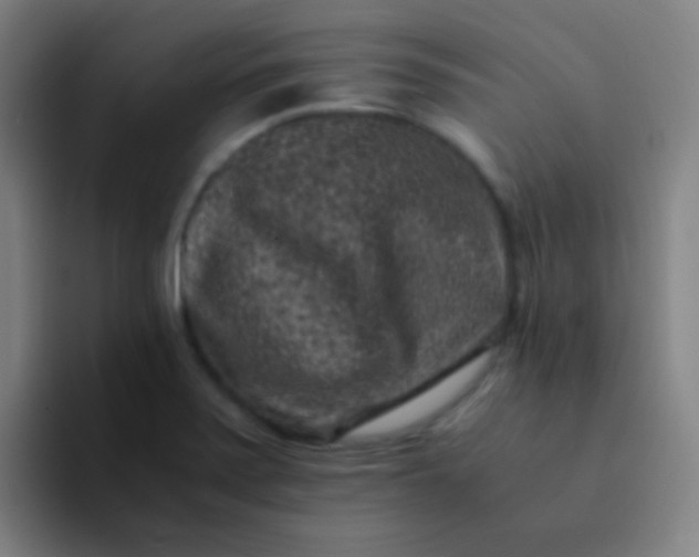 X0000094341371200711162001