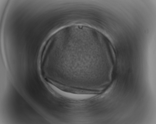 X0000094341525200711161959