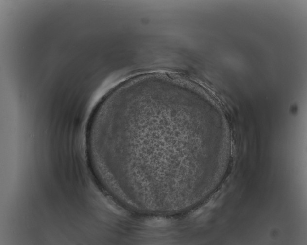 X0000094340198200711241900