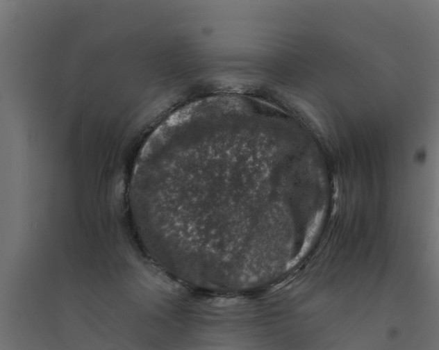 X0000094340314200711241858