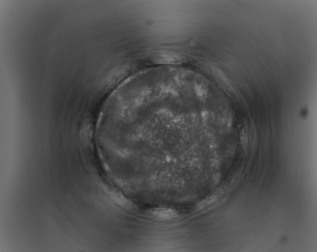 X0000094340322200711241858