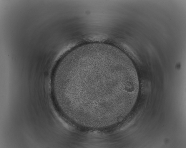 X0000094340634200711241853