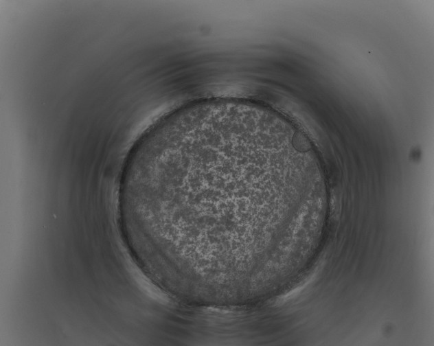 X0000094340725200711241851