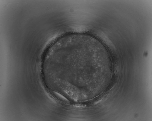 X0000094340736200711241851