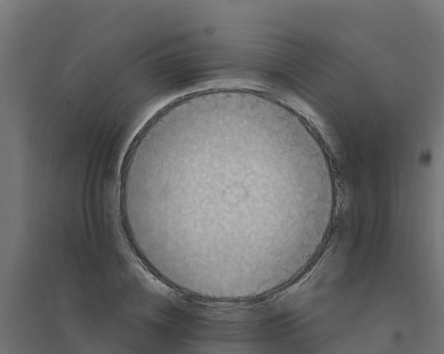 X0000094340836200711241850