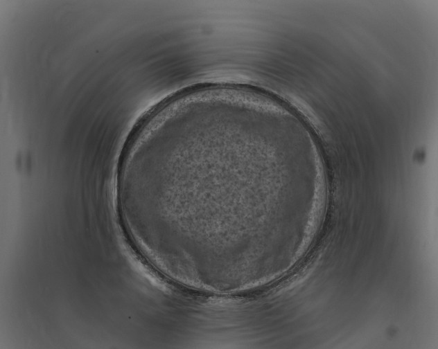 X0000094340840200711241850