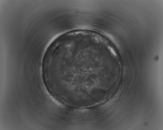 X0000094341331200711241843