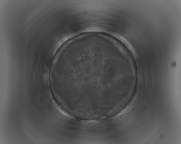 X0000094341337200711241843