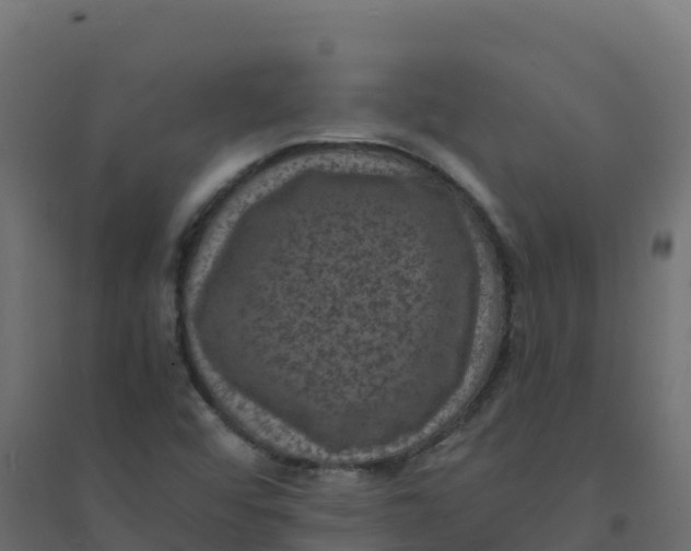 X0000094341456200711241841