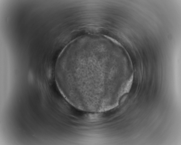 X0000094340134200711301256