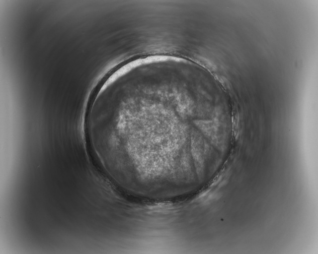 X0000094340196200711301255