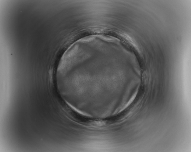 X0000094340217200711301255