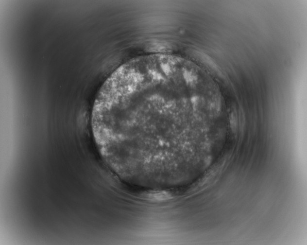 X0000094340322200711301254