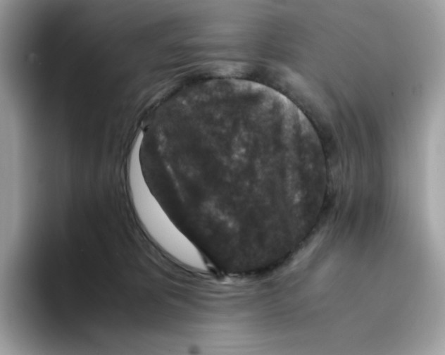 X0000094340325200711301254