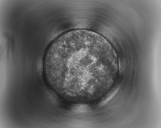 X0000094340348200711301253