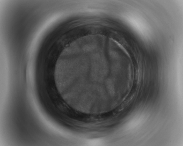 X0000094340383200711301253