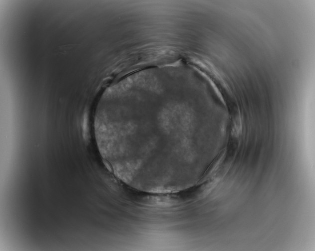 X0000094340524200711301251