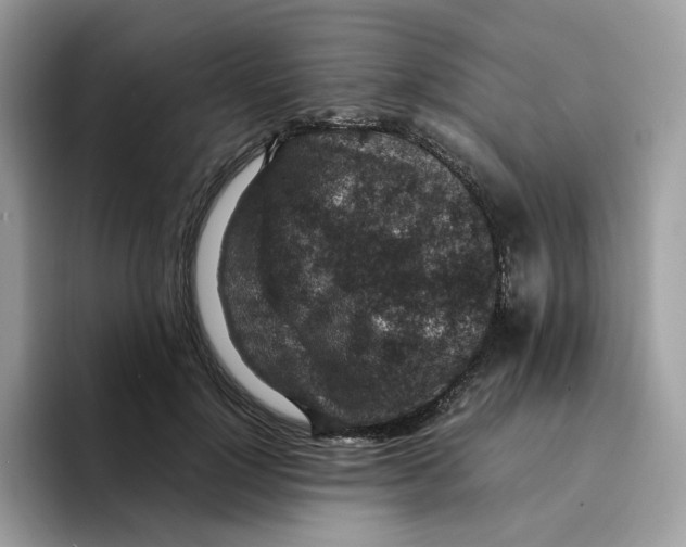 X0000094340748200711301248