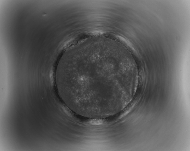 X0000094340762200711301248