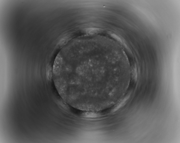 X0000094340766200711301248