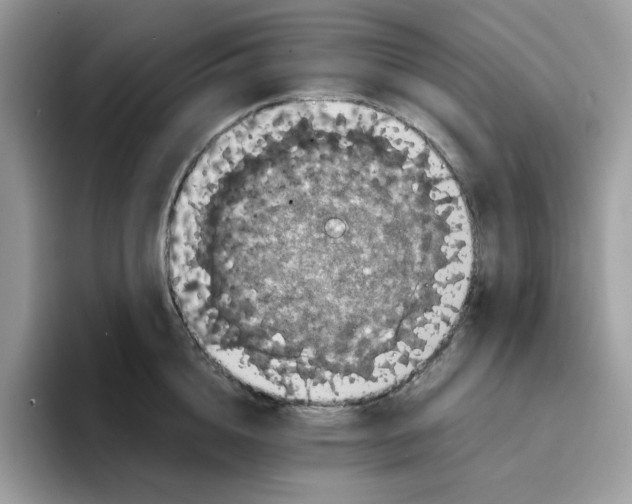 X0000094340856200711301247