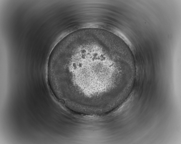 X0000094340994200711301245