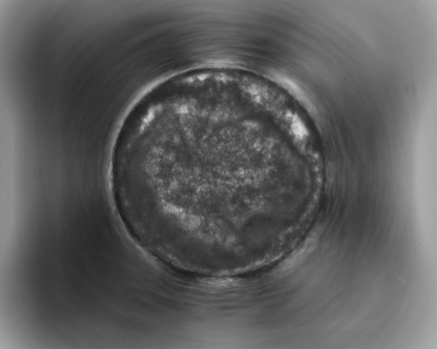 X0000094341331200711301241