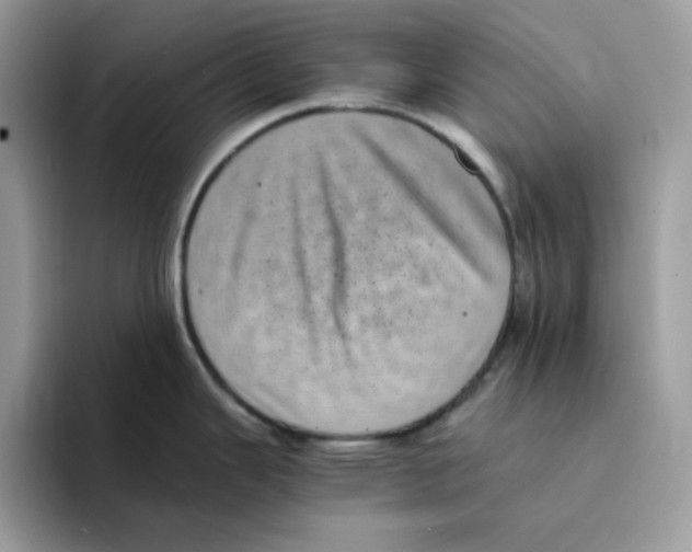 X0000094341343200711301241