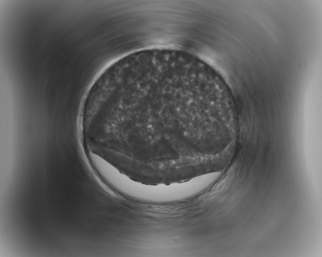 X0000094341383200711301240