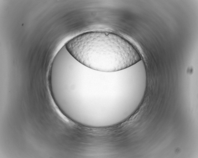X0000094351383200711021303