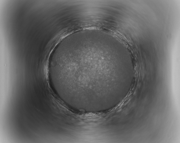 X0000094350290200711021438