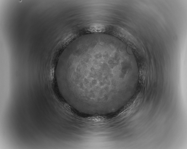 X0000094350652200711021433