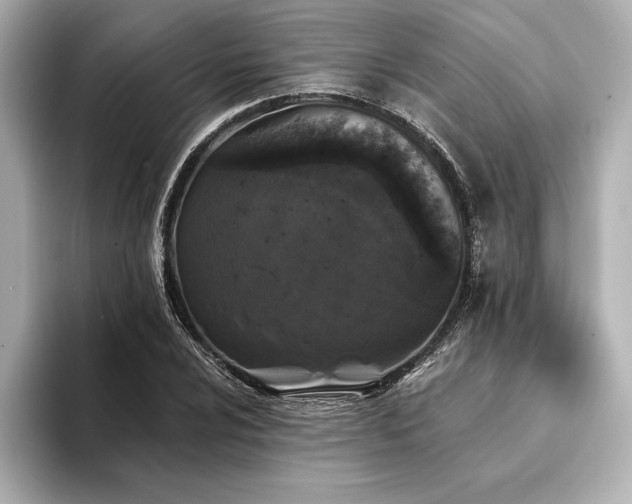X0000094351024200711021429