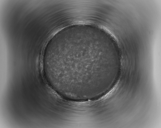 X0000094351025200711021429