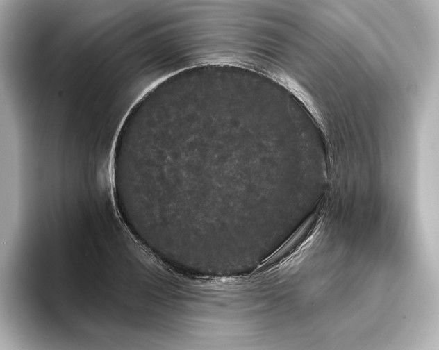 X0000094351028200711021429